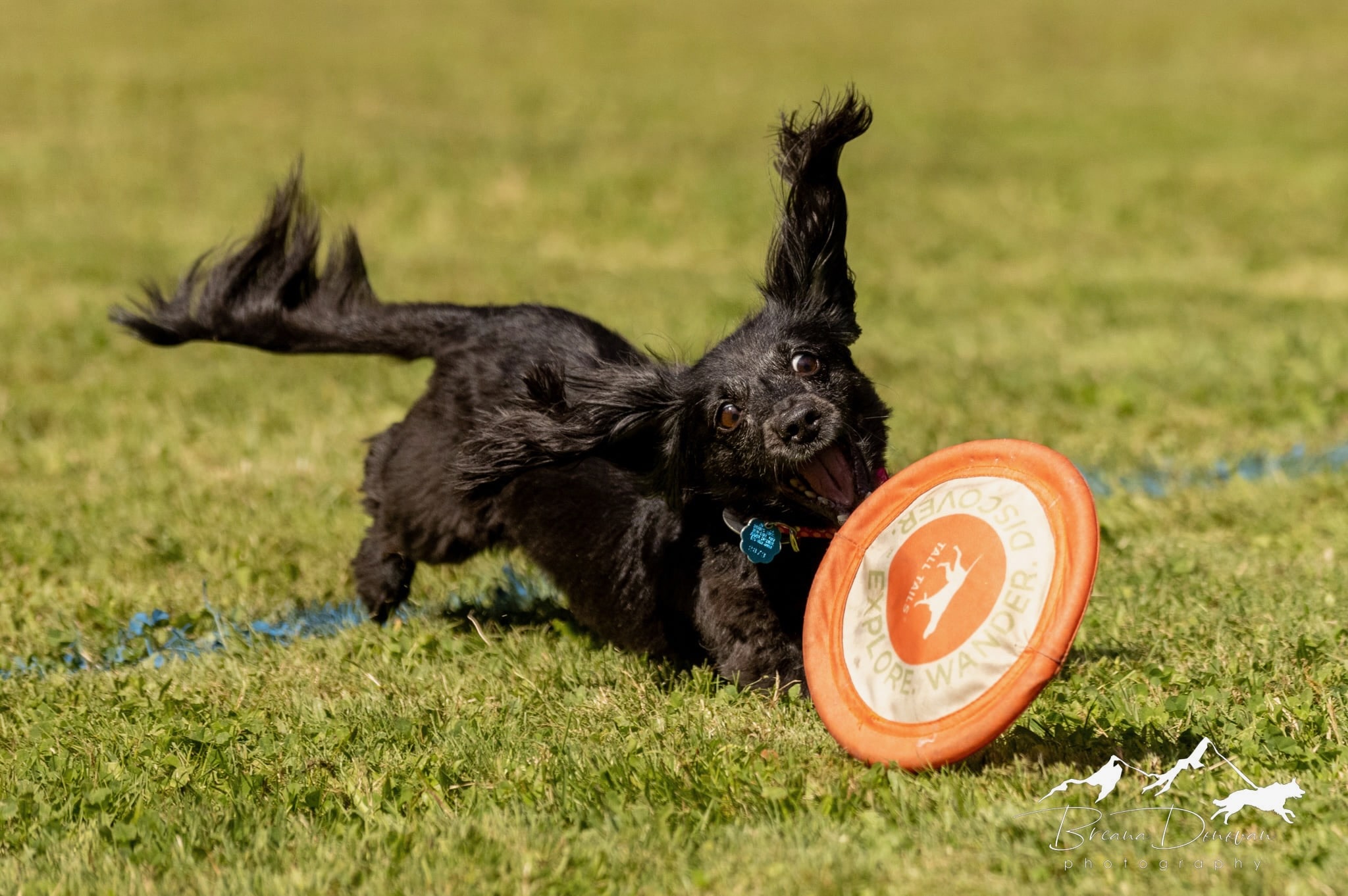 small dog chasing a frisbee