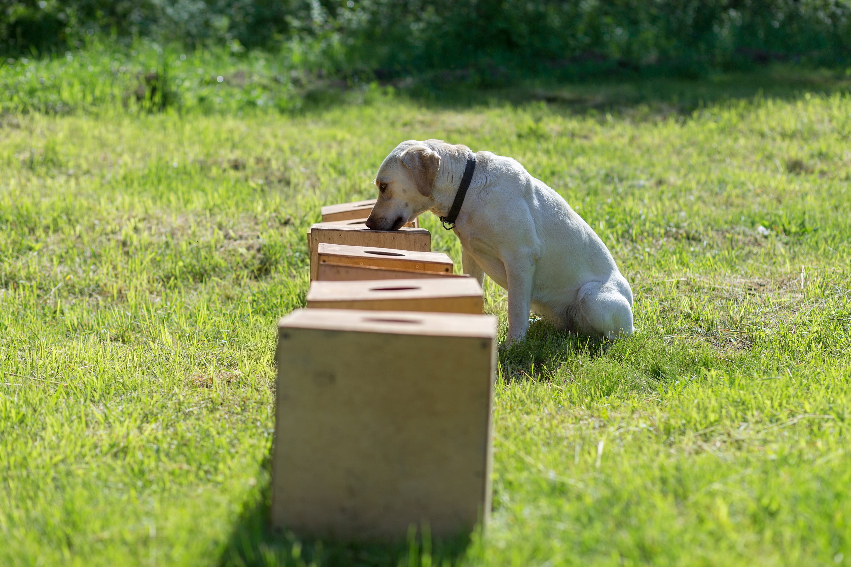 a yellow lab sniffing a box